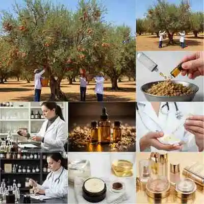 Di Balik Pidato Gibran: Kemenyan, Harta Karun Indonesia yang Mendunia